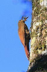 Northern Barred-Woodcreeper